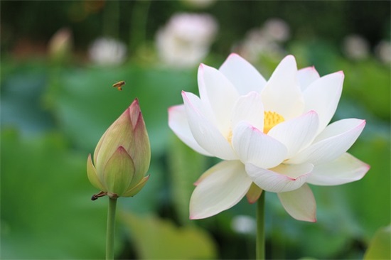 护士节送女朋友祝福语 护士节送女朋友祝福语