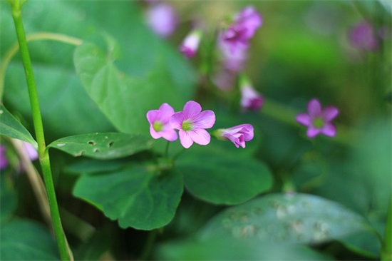 教师短信祝福语80句