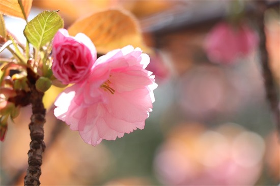 春节搞笑短信祝福语80句