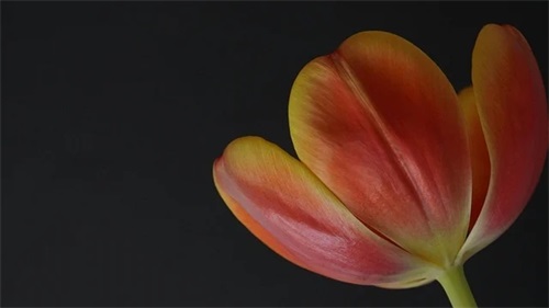 关于描写人外貌的句子