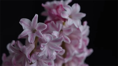 爱情的感慨的句子 爱情感悟的句子