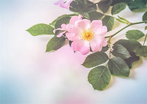 女生简单火星文网名 女生简单火星文网名
