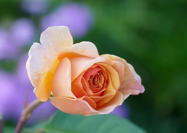 幼儿园成长手册园长寄语 【幼儿园成长手册园长寄语大全】