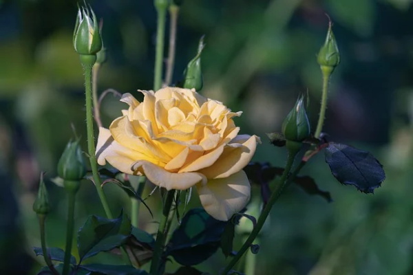 教师节温暖句子 教师节暖心文案句句走心