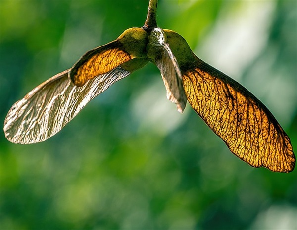 给爸爸妈妈的寄语-51句