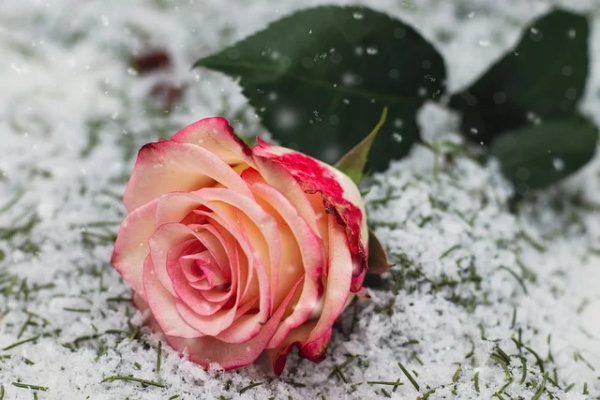 给烈士扫墓的寄语-59句