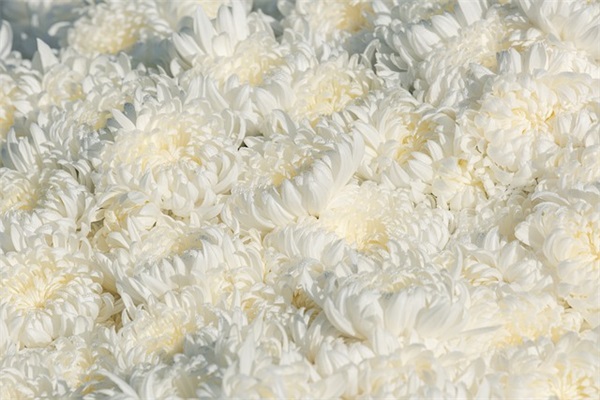 孩子毕业了父母对孩子的简短寄语-54句