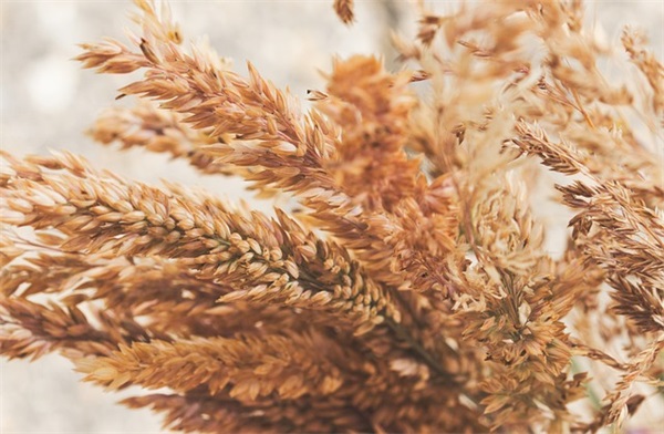 描写龙的形态的句子 描写龙的形态的句子