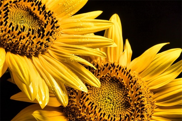 夸张的句子 夸张的句子