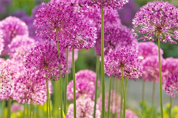 描写夏天的优美句子一段话摘抄50条 描写夏天的优美句子一段话摘抄50条