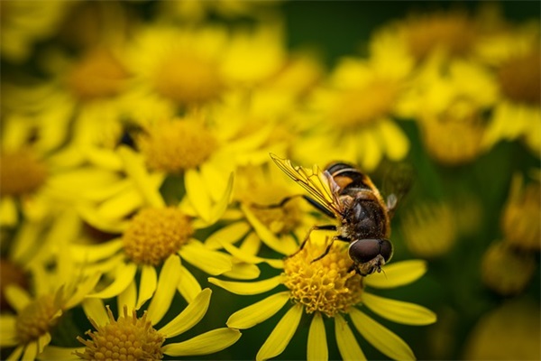 母校寄语简短-54句