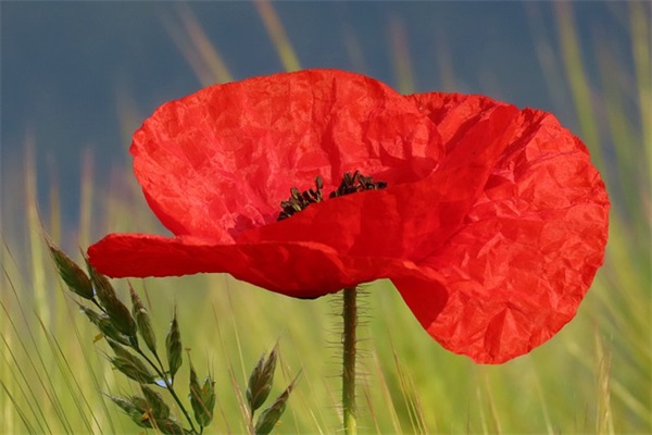 幼儿园毕业册父母寄语简短-53句