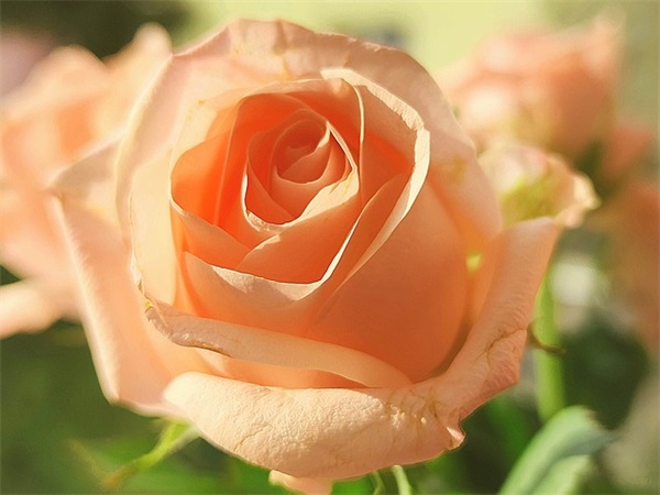 幼儿园毕业寄语简短精辟句子家长-55句