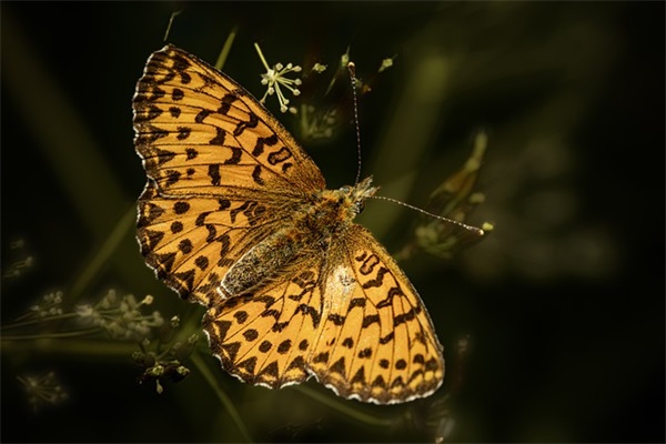 中班家长对孩子的寄语简短-55句