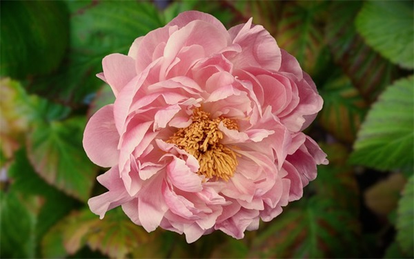 开学黑板寄语-60句