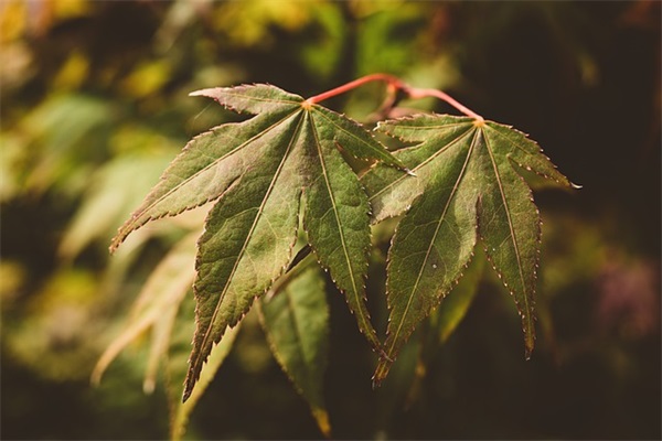 对孩子寄语和祝福语-50句