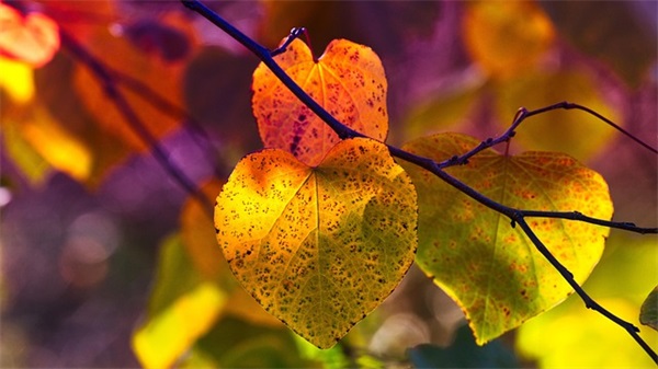 幼儿园小朋友心愿寄语简短的-51句