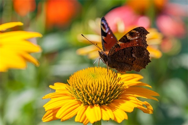 老师给初中女生的寄语-57句