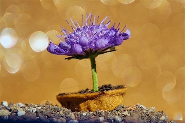 关于小学家长寄语怎么写-39句