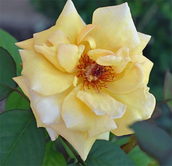 给孩子生日的寄语-53句