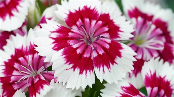 写给8岁孩子的寄语和希望-53句