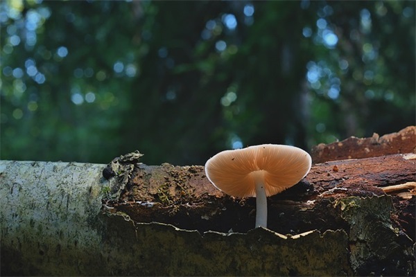 拜祭烈士寄语-44句