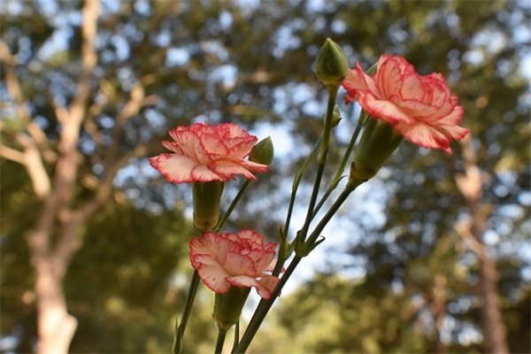 对自己的鼓励和期望寄语-52句