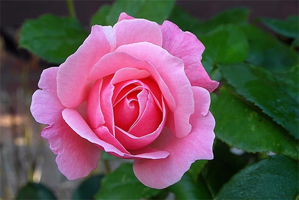 给老师寄语简短-52句