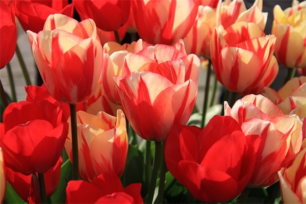 小学生寄语学生的话-50句