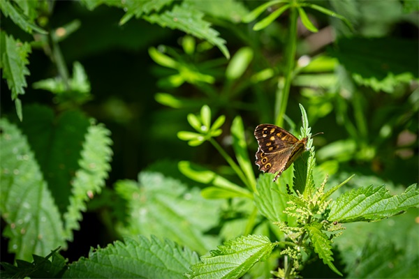 幼儿园家长期末寄语中班-36句