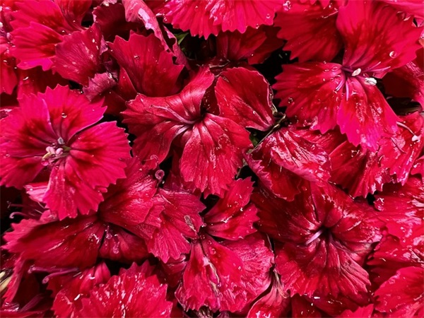 写舞蹈动作的句子27句