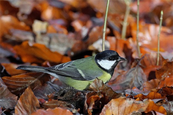 喜报文字模板范文(热门28篇)