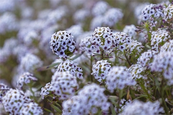 青春礼对孩子的寄语-97句